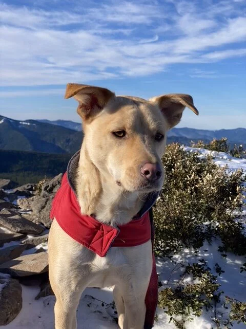 Insulated Jacket