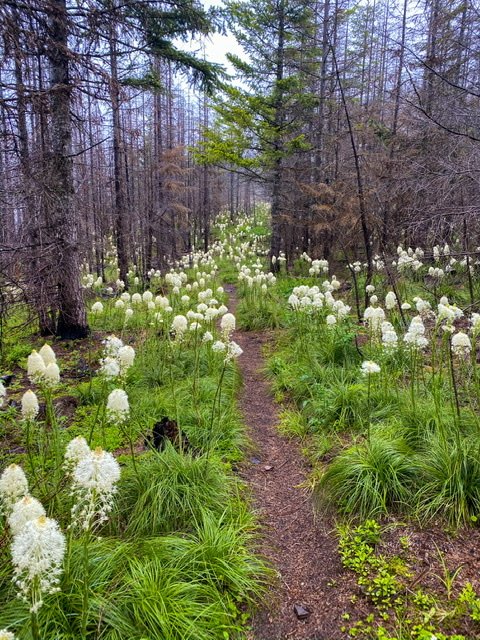 Trail through burn area