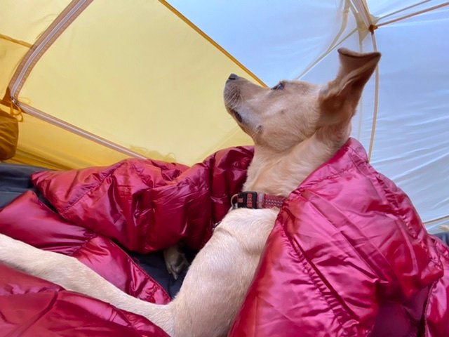 Hunter nested in tent