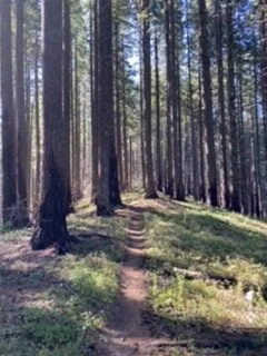 Burn Area on Mount Defiance Trail