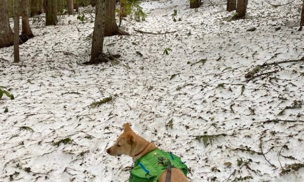 Paradise Park Trail – always awesome, but still snow!