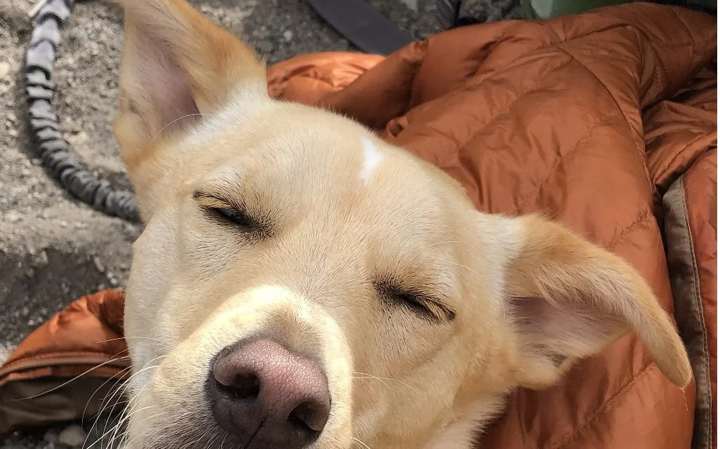 Hiking with the Hound – success taking your dog on the trail