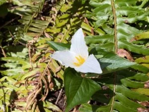 Trillium Flower Bloom