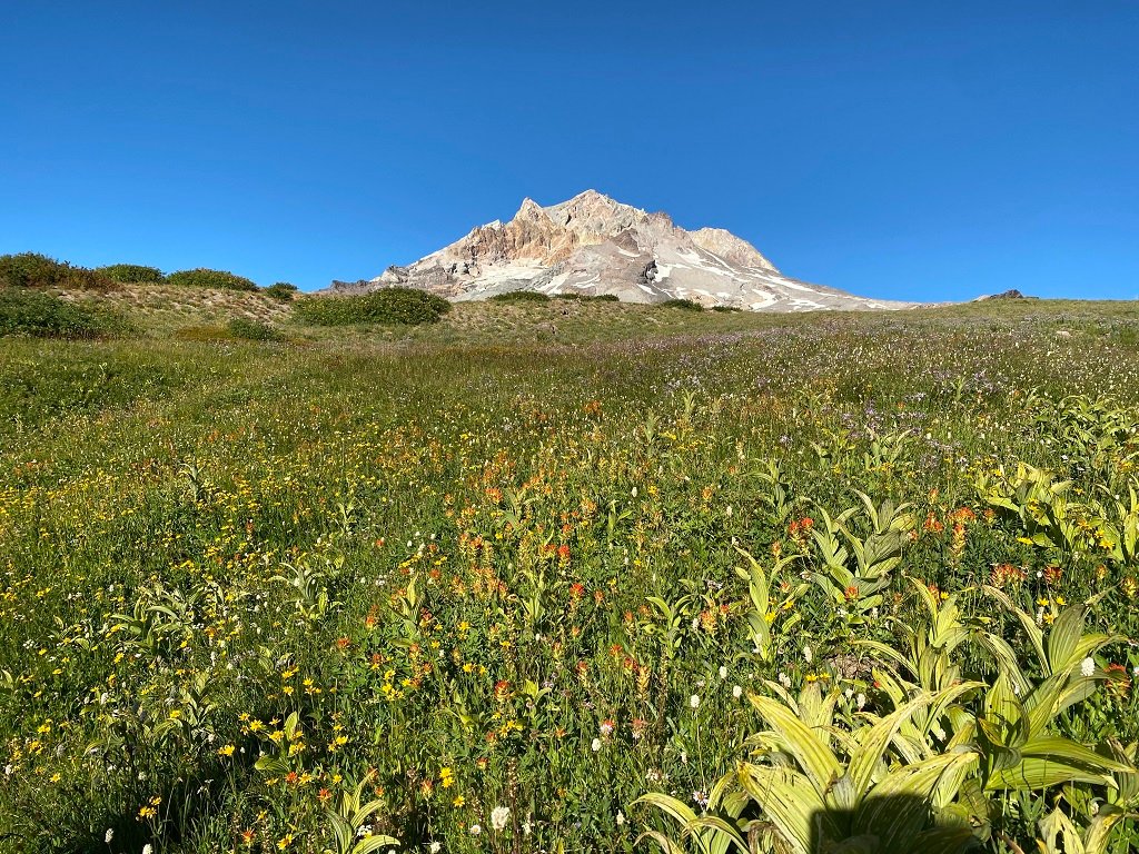 Paradise park from timberline lodge outlet hike