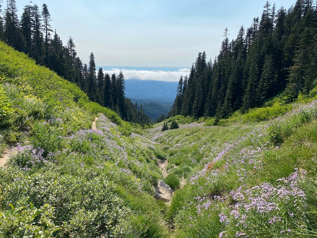 Paradise Park Hike - Hiking in Portland, Oregon and Washington