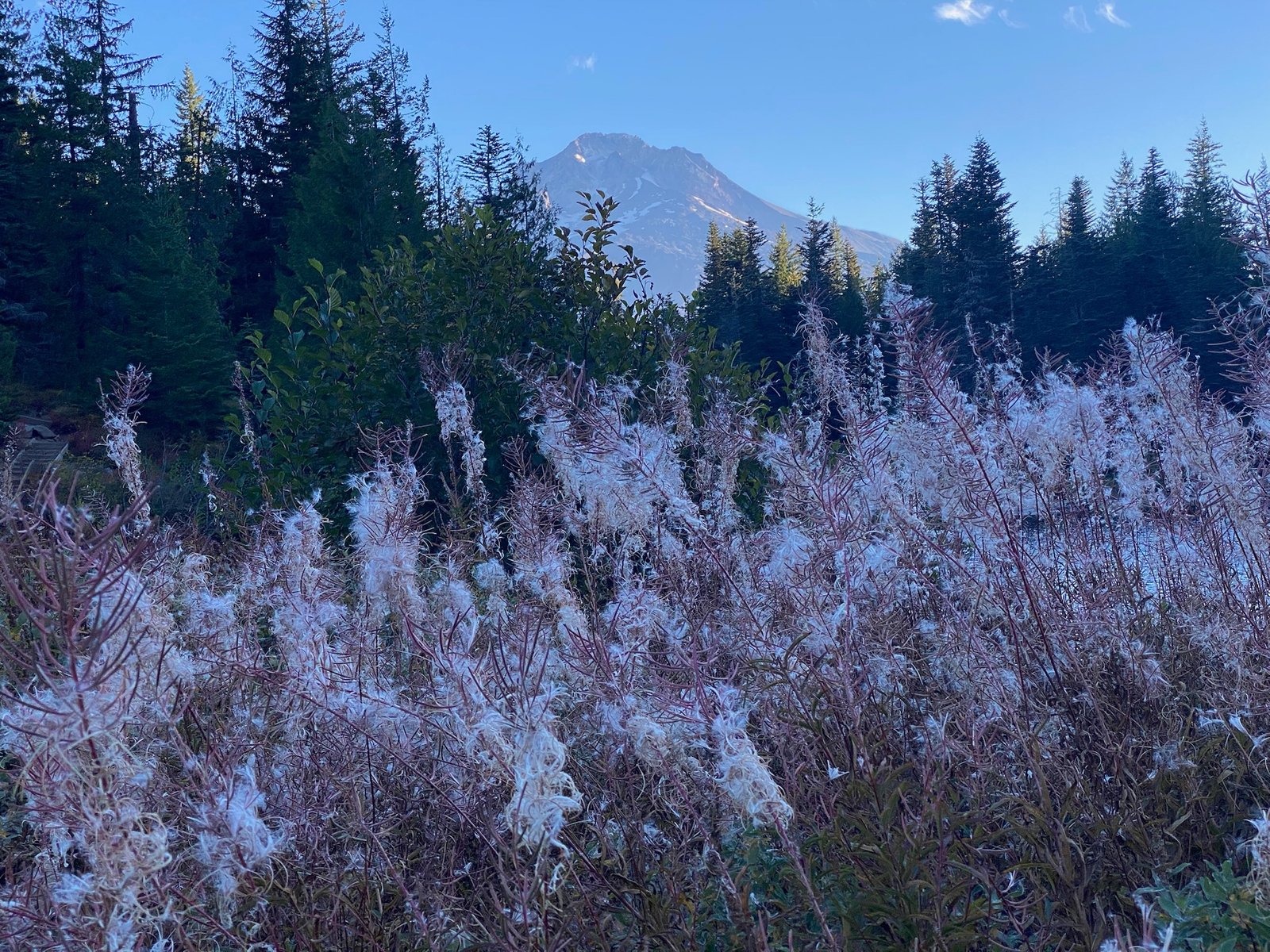 Seeding fireweed in silvery drifts with Mount Hood behind, on the Mirror Lake Trail in October
