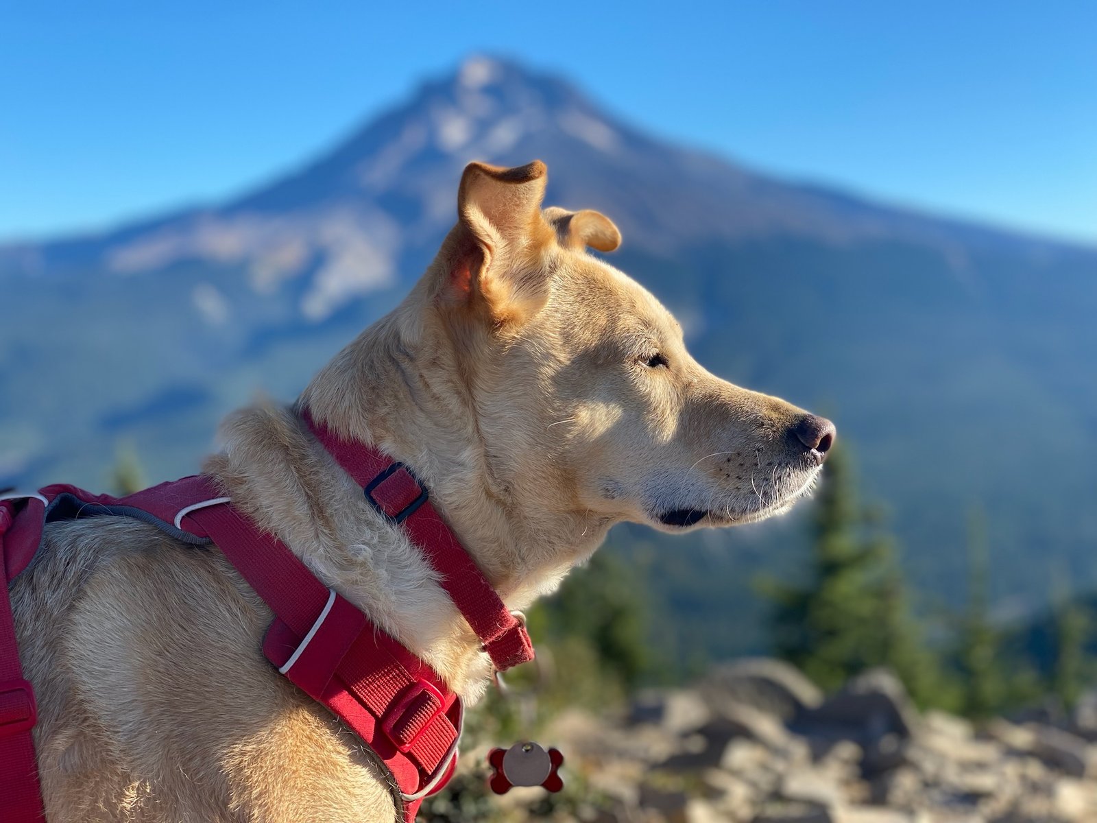 Hunter, a golden dog in a red harness, gazing out from the summit with a blurred Mount Hood behind him