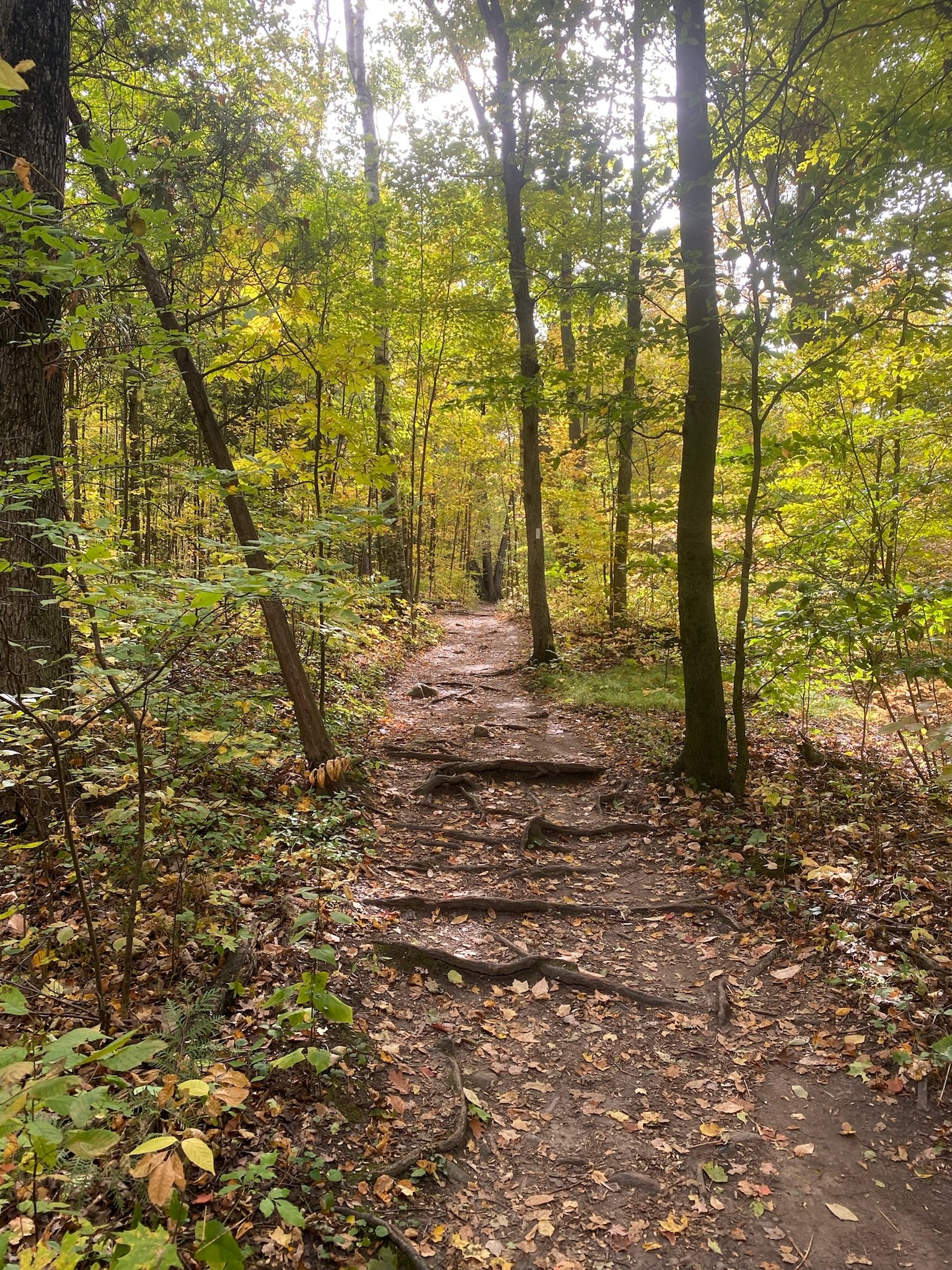 Root-crossed dirt trail through yellowing deciduous forest on the Nassagaweya Canyon Trail in October