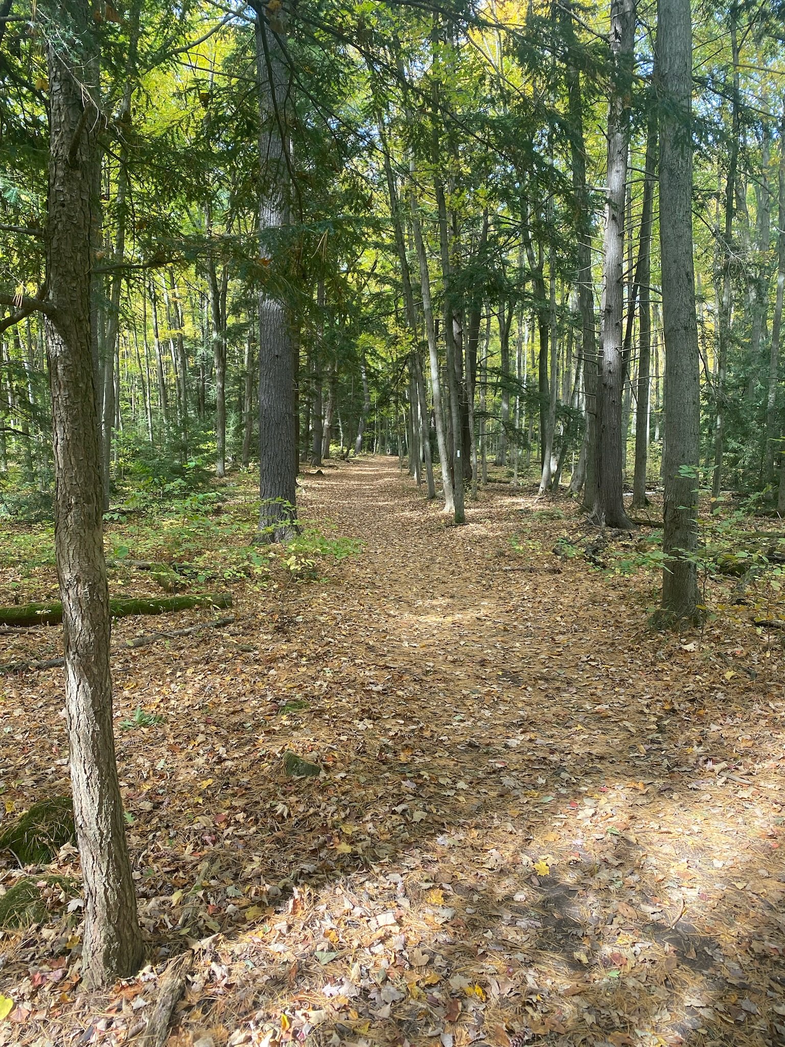 Wide leaf-covered path through tall conifers and mixed forest on the Nassagaweya Canyon Trail