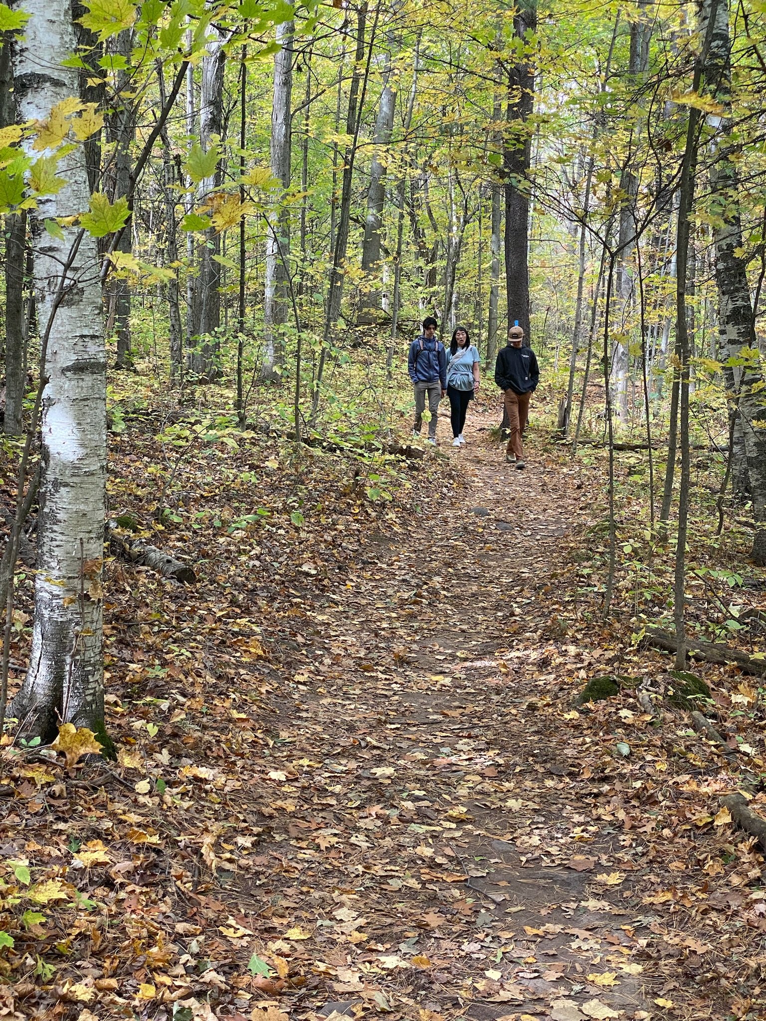Three hikers walking towards the camera along a leaf-strewn trail through birch and maple in autumn