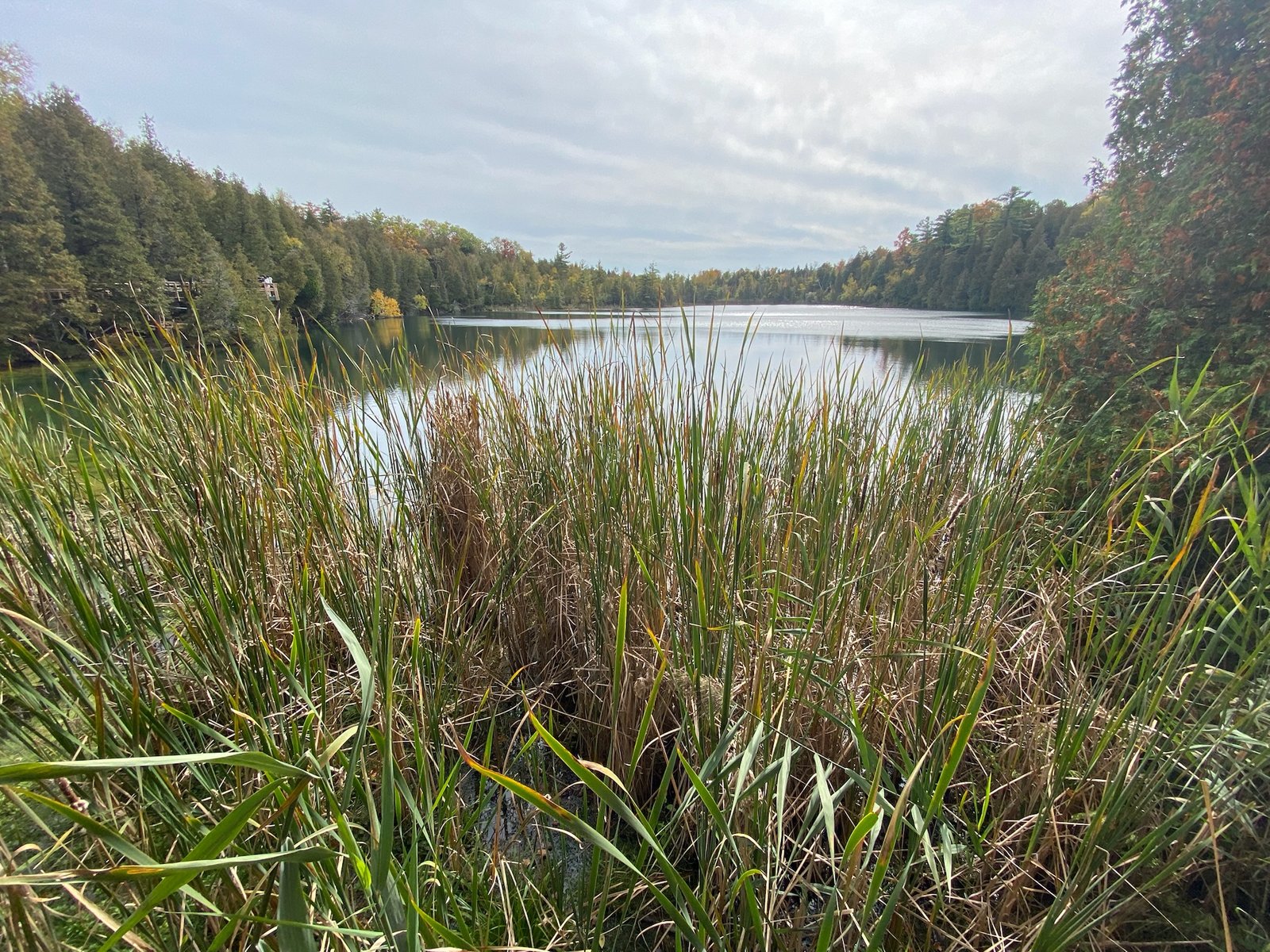 Crawford Lake seen through tall cattails, with evergreen and autumn trees around the shore under a grey sky